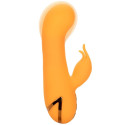 CALEXOTICS - MONTECITO MUSE VIBRATOR RABBIT ORANGE VON CALIFORNIA DREAMING 5 